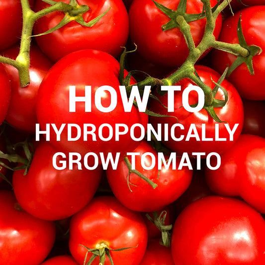 Pile or fresh red tomatoes