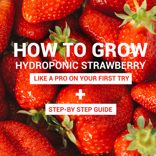 Pile of fresh red strawberries