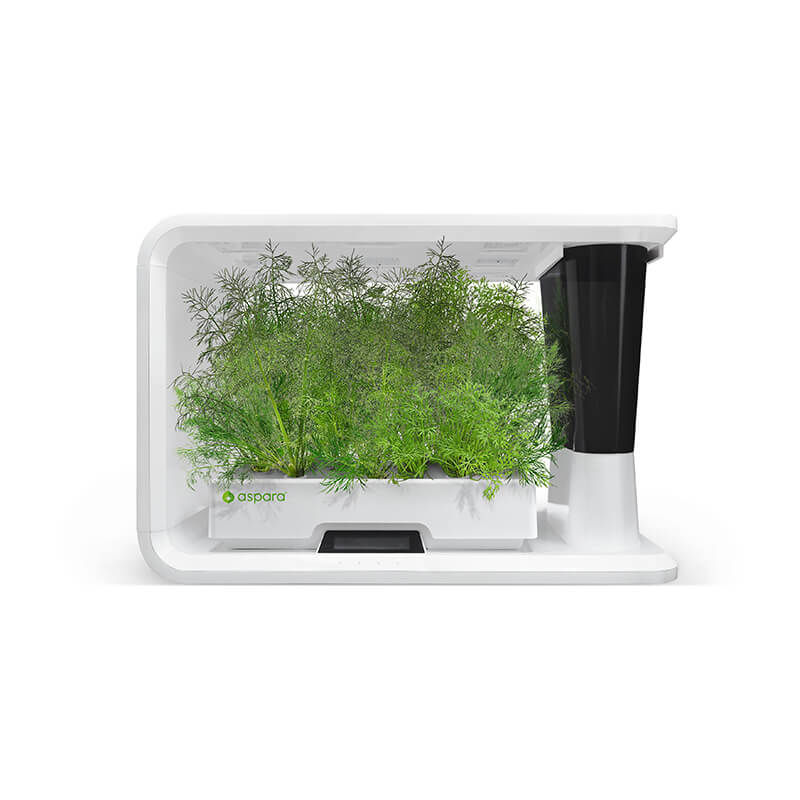 AS9015 Dill (8 Capsules) - perfect-prime-technology