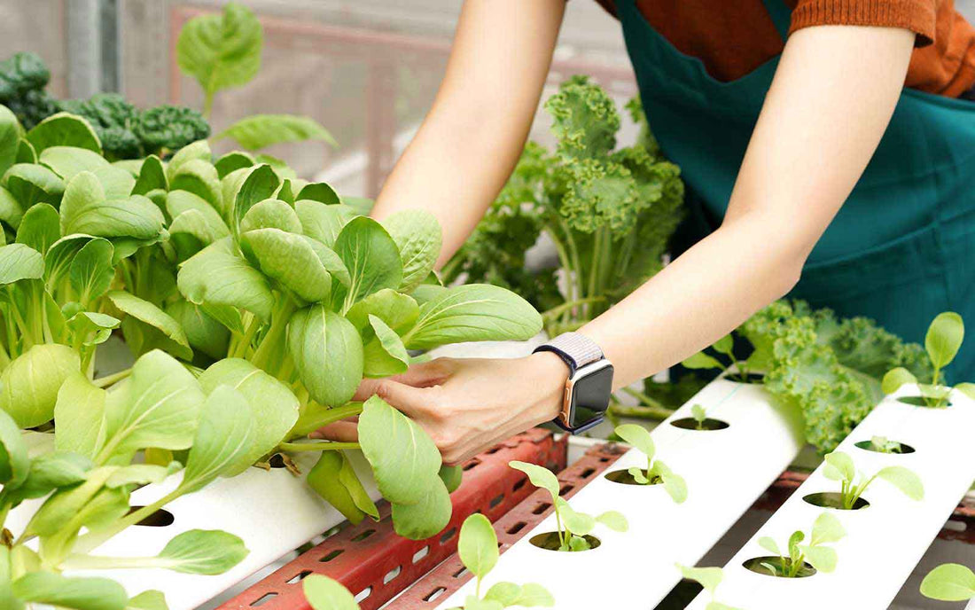 Here’s Why You Should Get a Smart Hydroponic Garden Today!