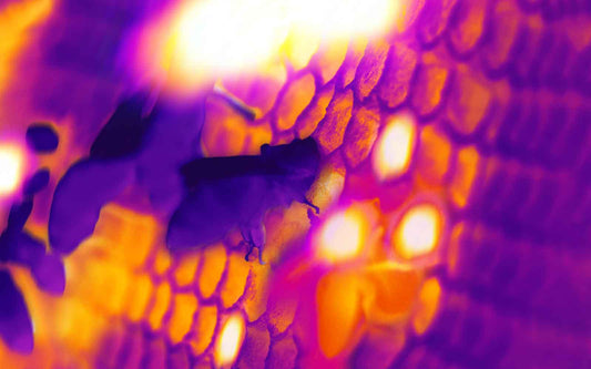 Thermal Camera for Insects: How to Detect the Advance of an Invisible Army with Science?