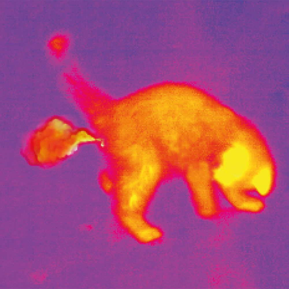 cat in thermal farting